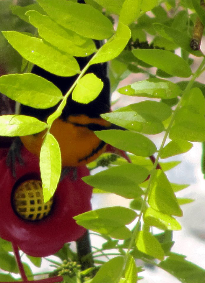 Bullock's Oriole