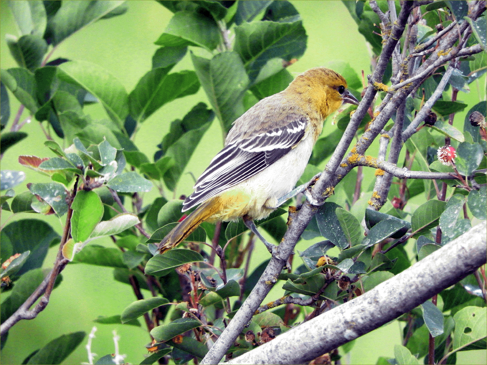 Bullock's Oriole (female)