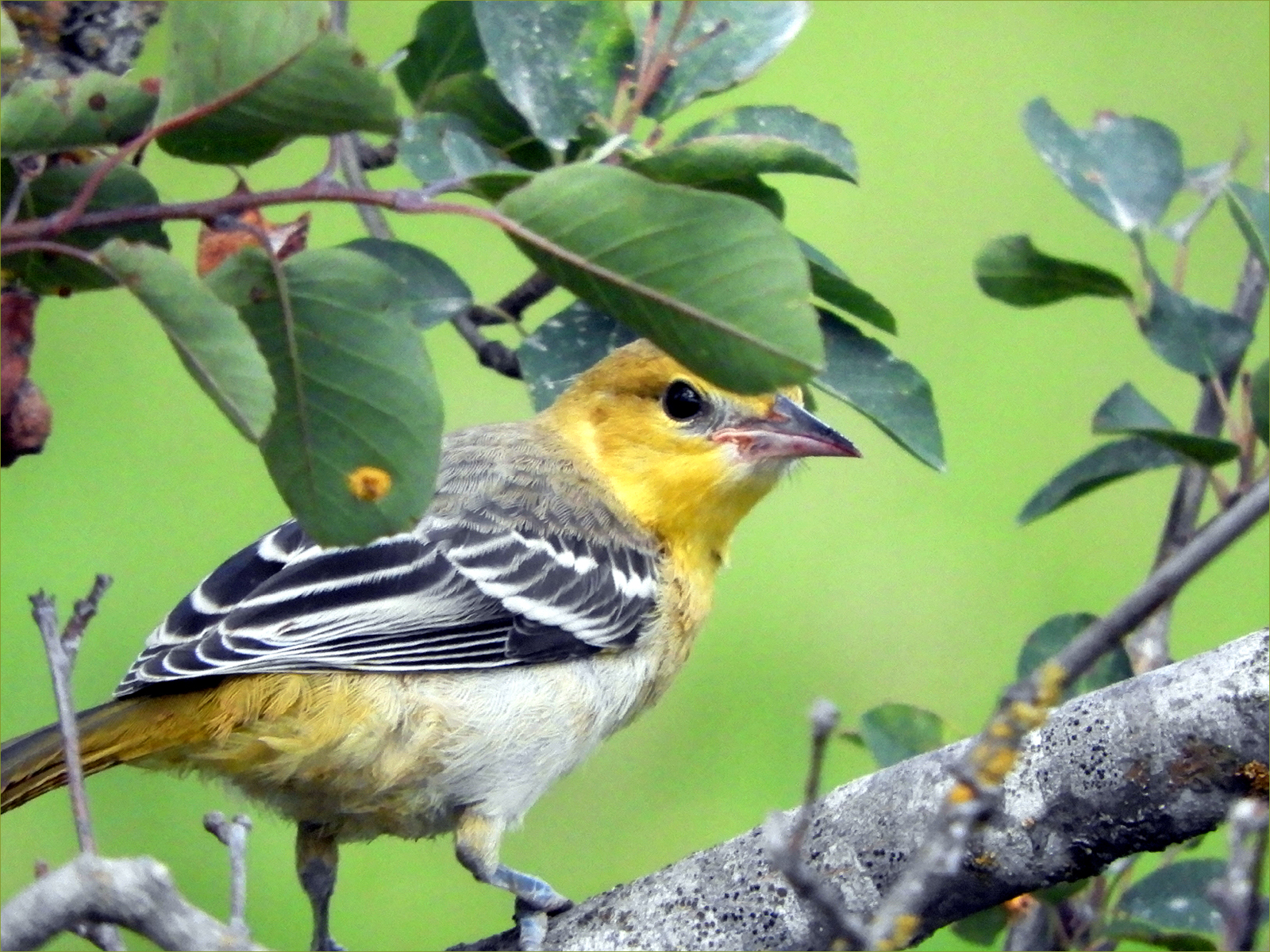 Bullock's Oriole (female)