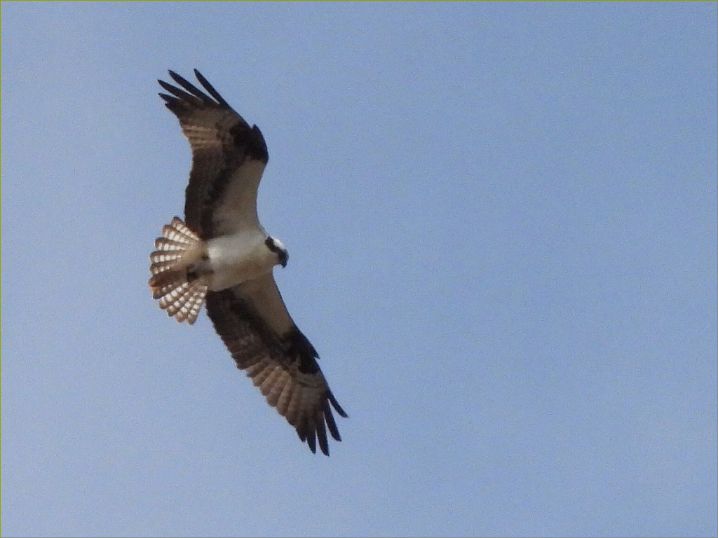 Western Osprey
