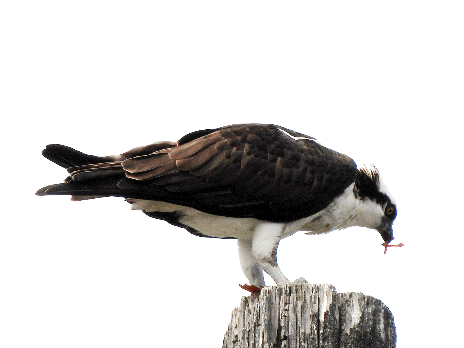 Western Osprey