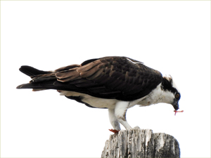 Western Osprey