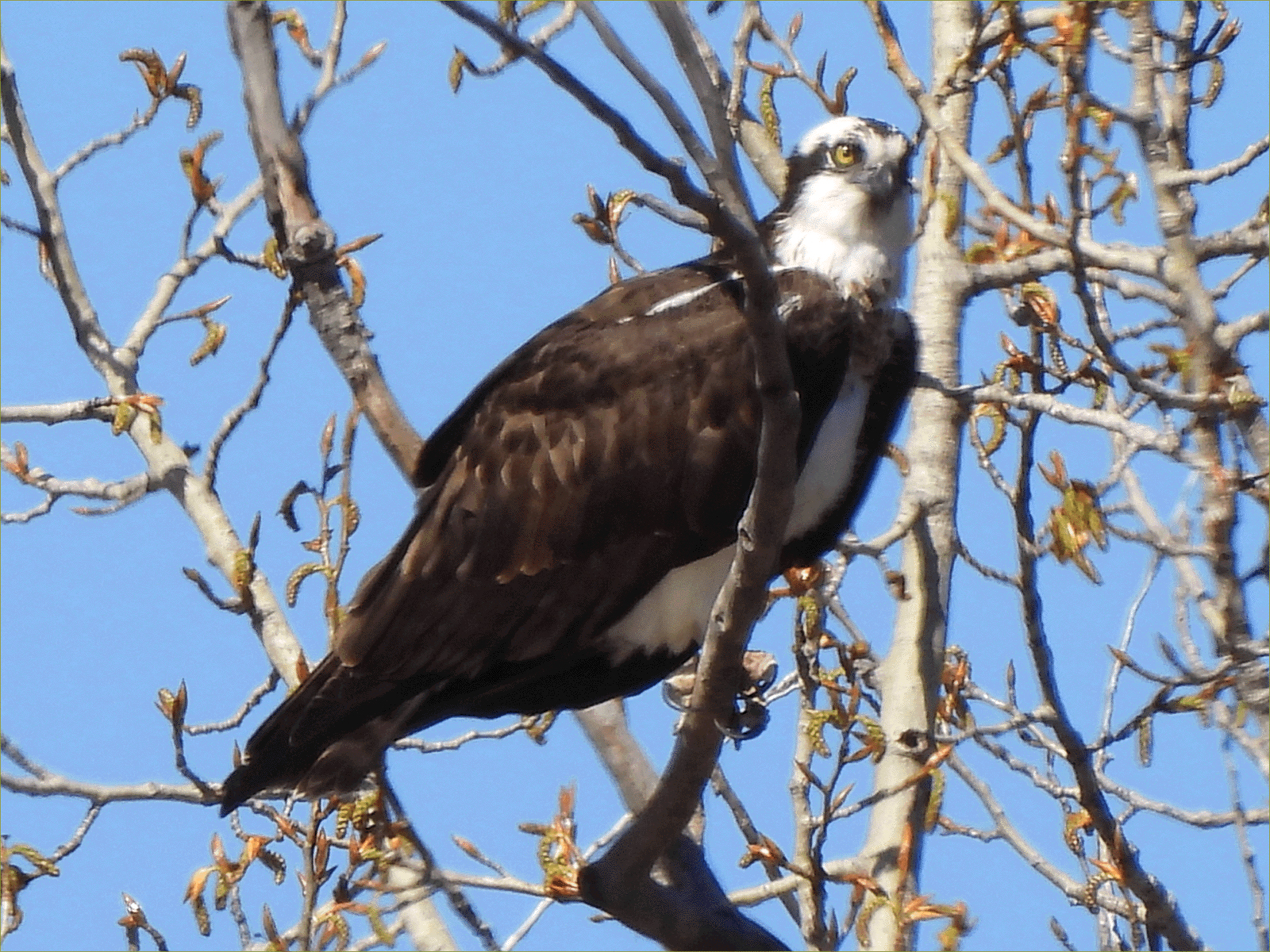 Western Osprey