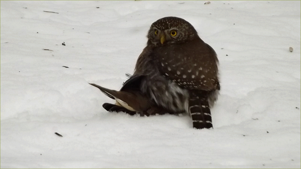 Northern Pygmy Owl (with prey)