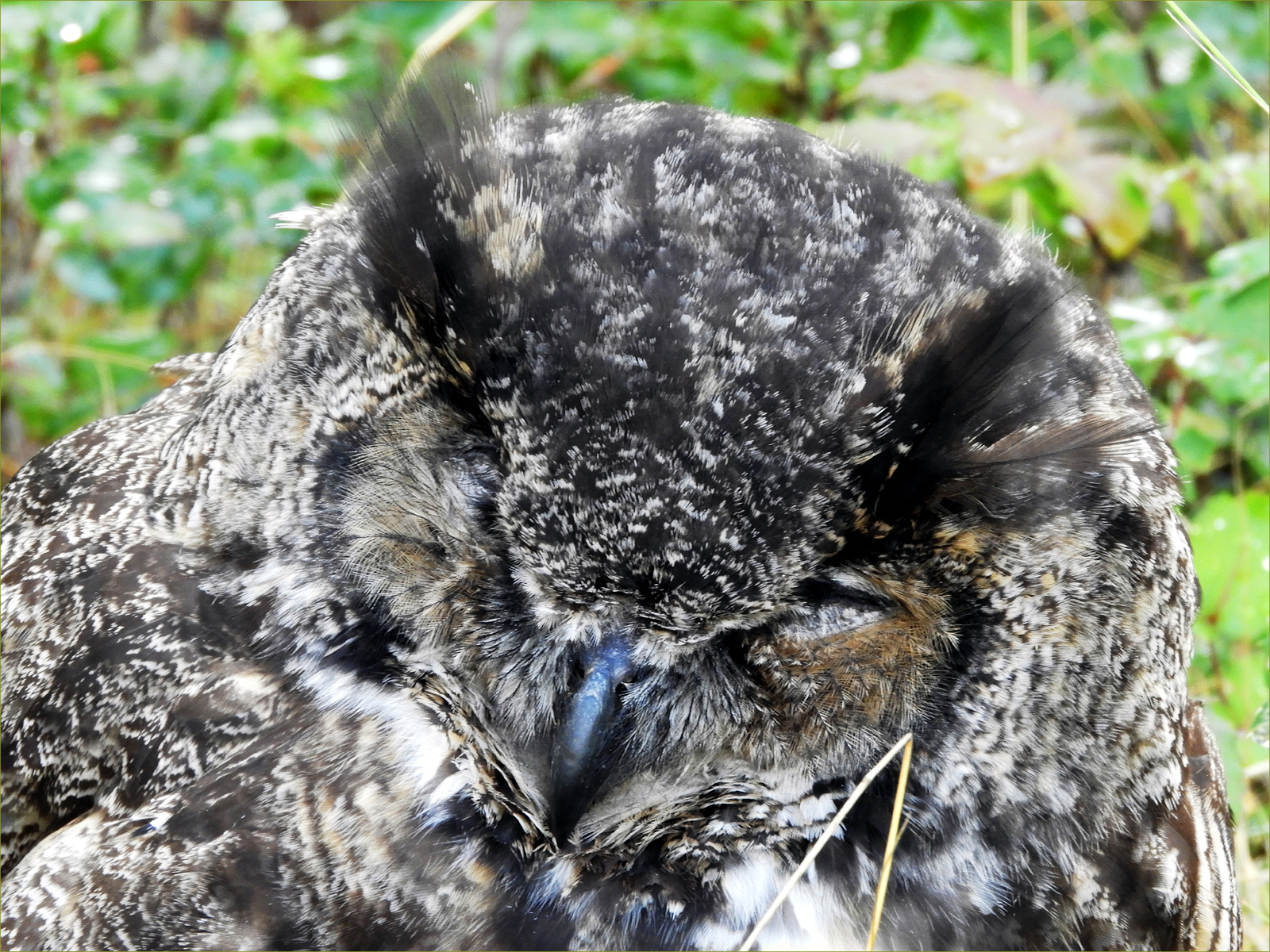 Great Horned Owl