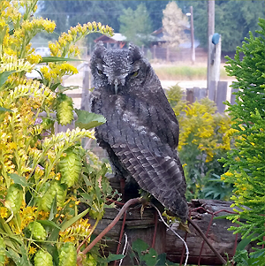 Great Horned Owl