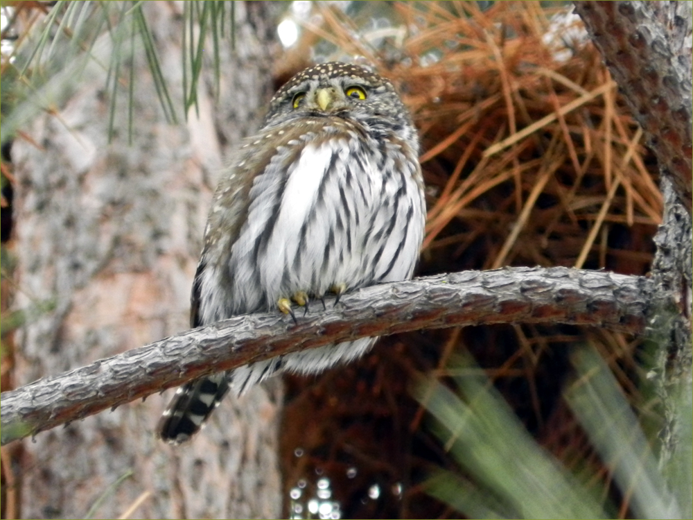 Northern Pygmy Owl