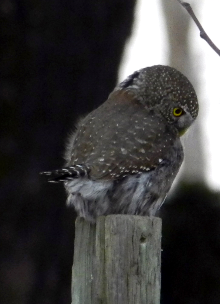 Northern Pygmy Owl