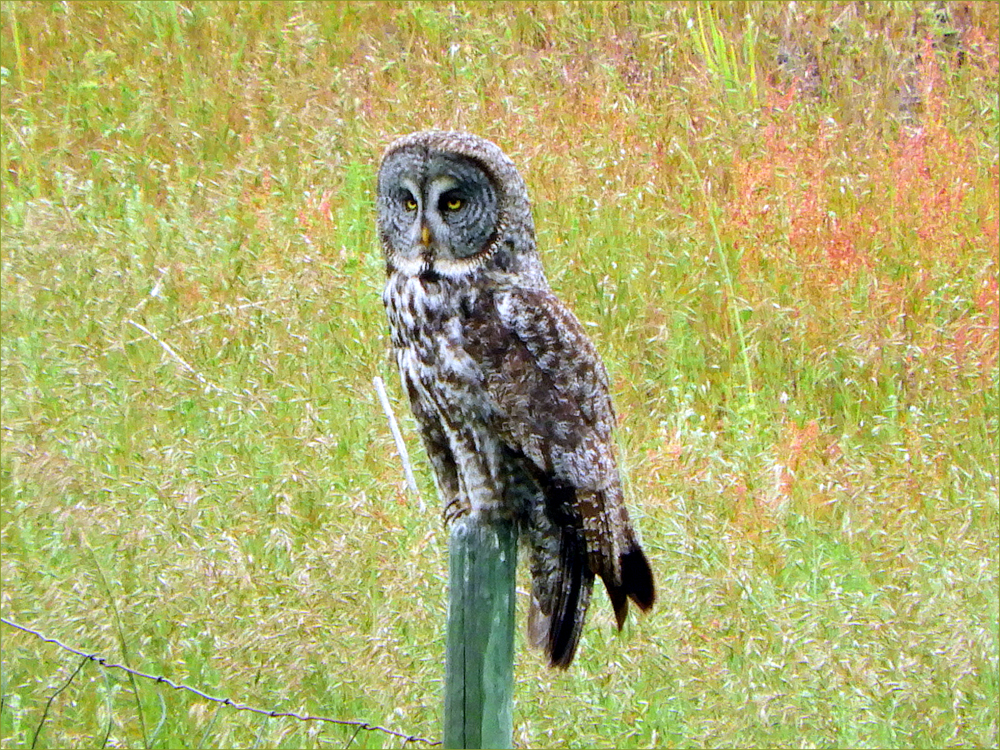 Great Gray Owl