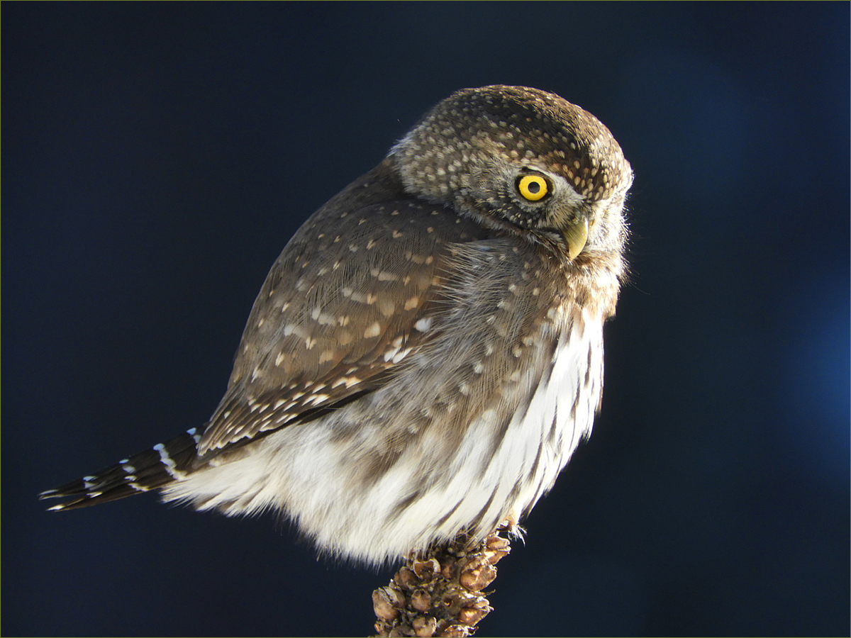 Pygmy Owl