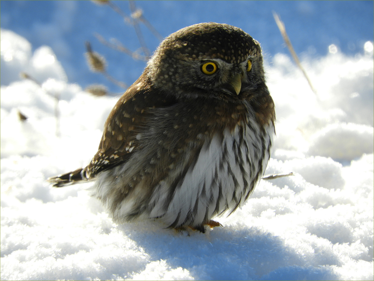Pygmy Owl