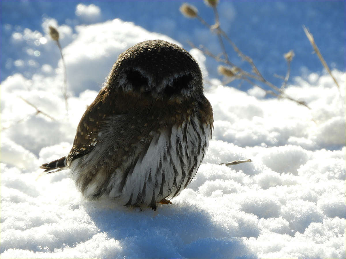 Pygmy Owl