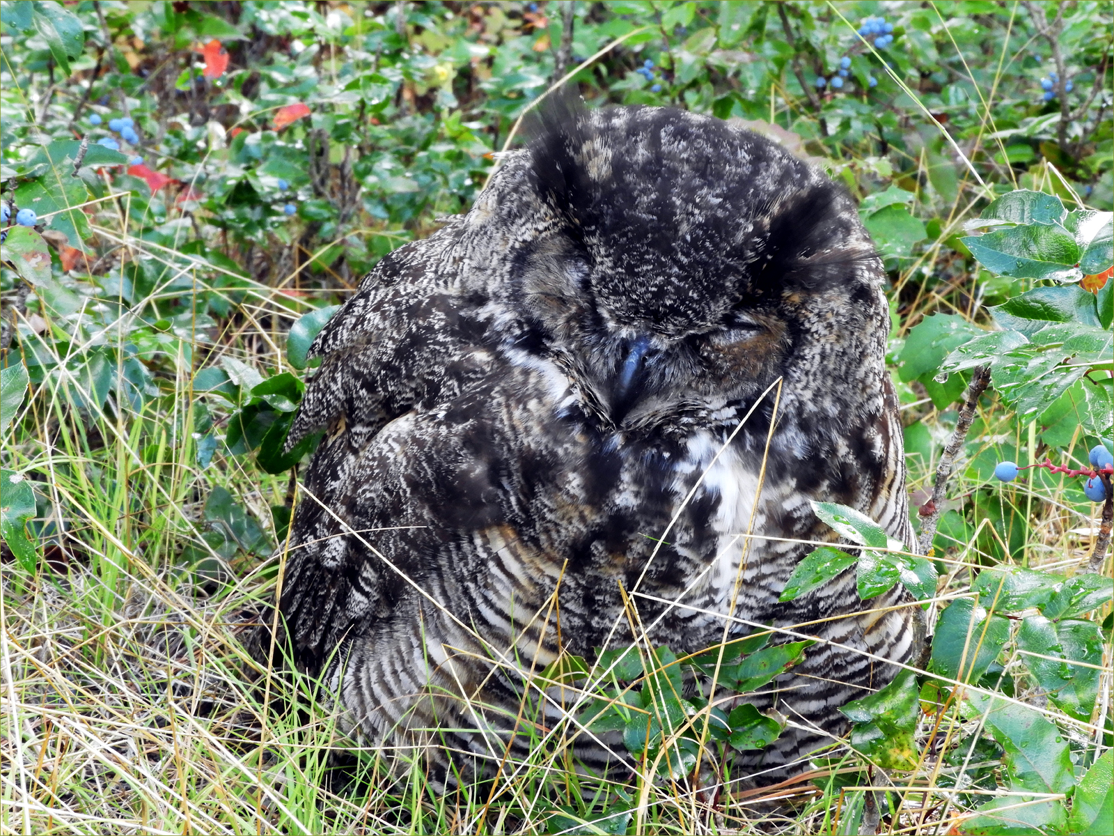 Great Horned Owl