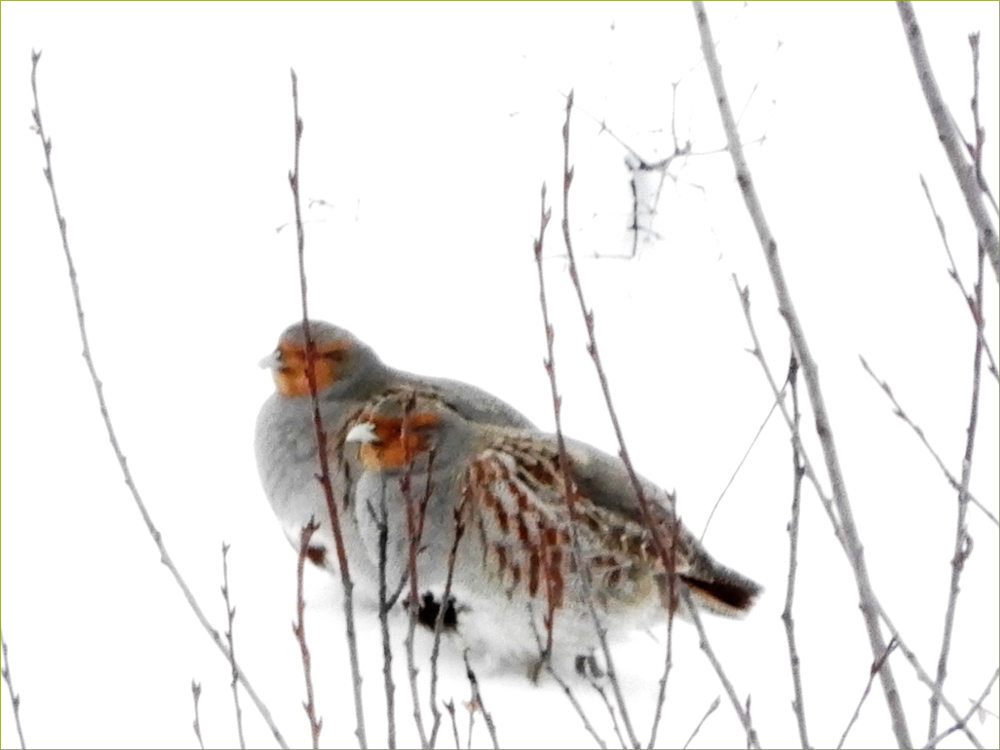 Grey (Hungarian) Partridge