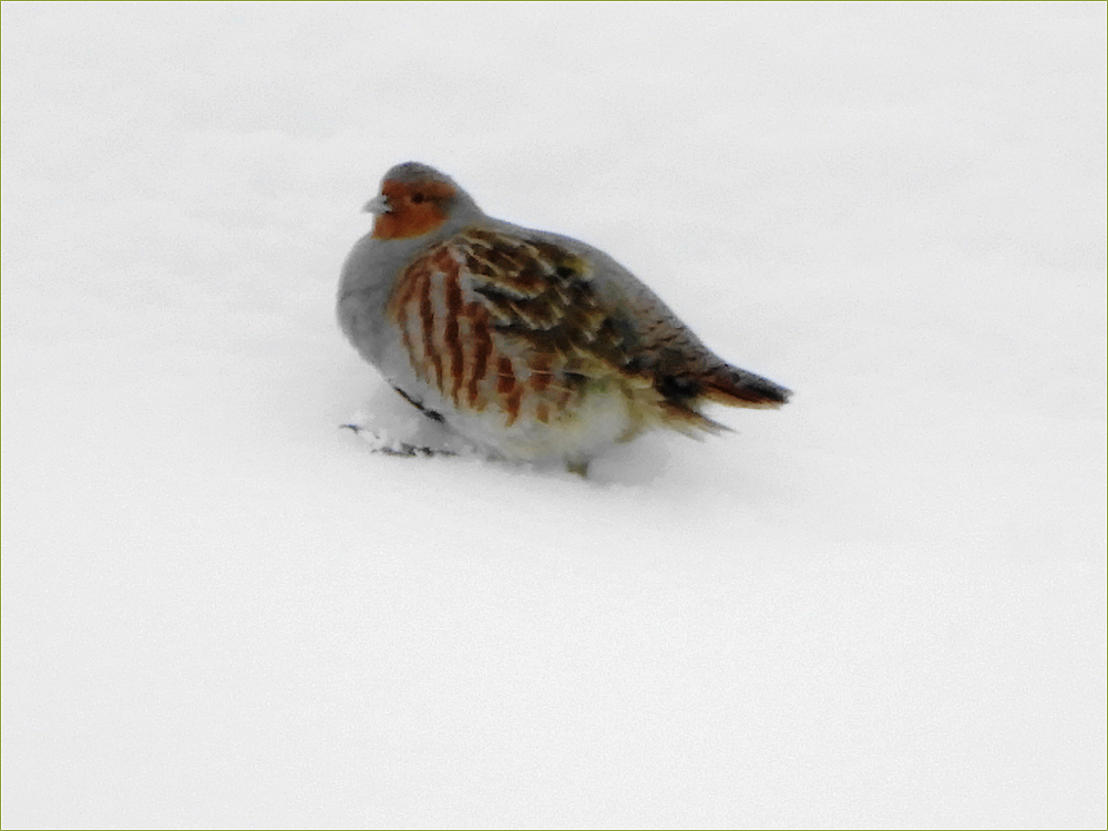 Grey (Hungarian) Partridge