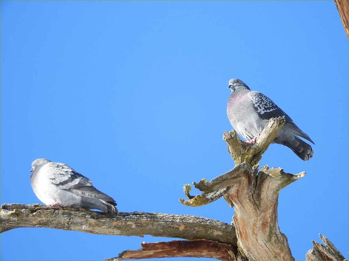 Rock Pigeons
