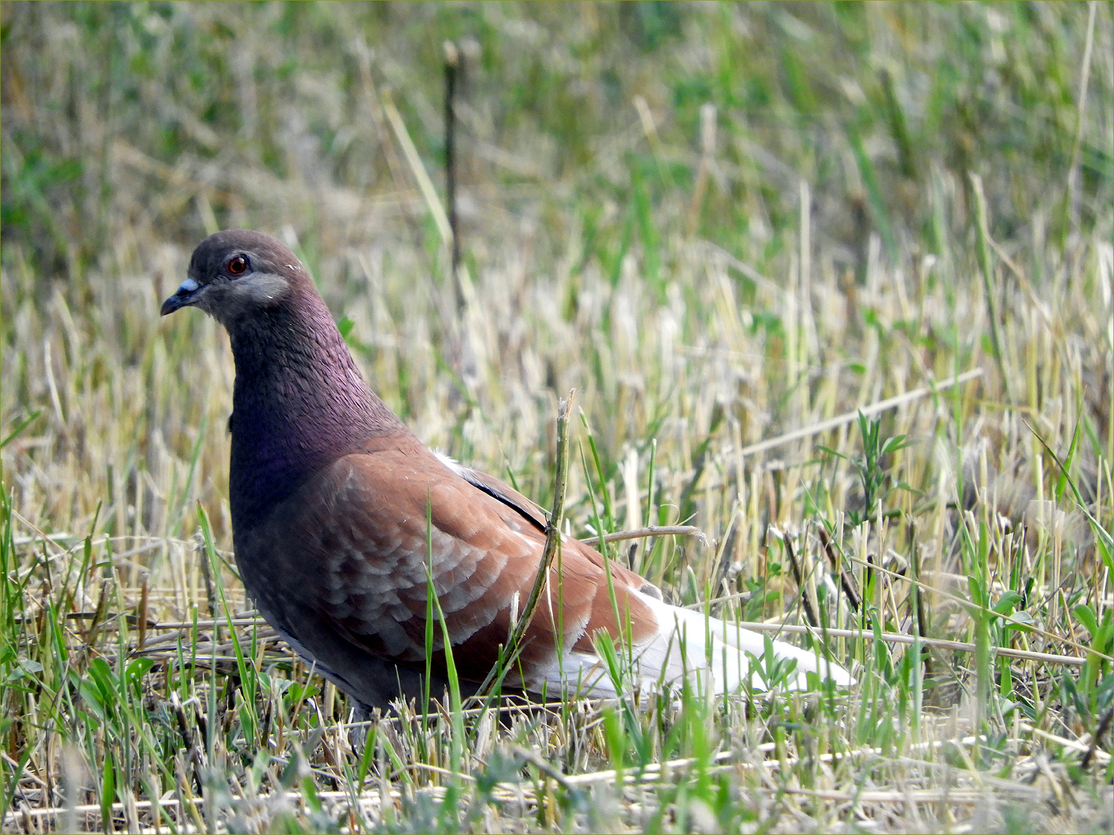 Rock Pigeon (female)