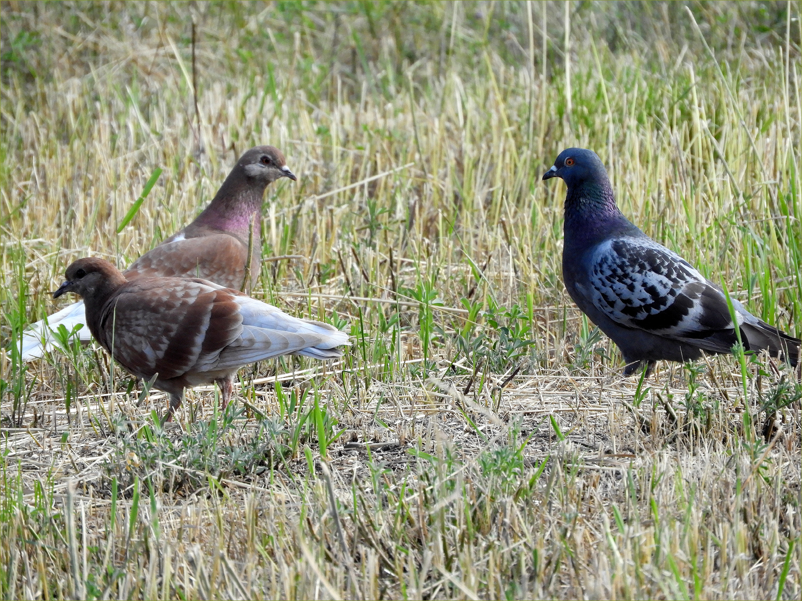 Rock Pigeons
