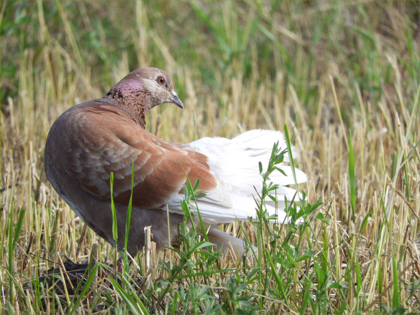 Rock Pigeon (female)