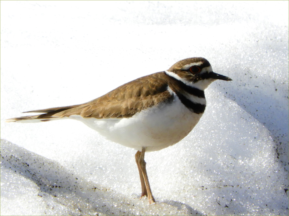 Killdeer