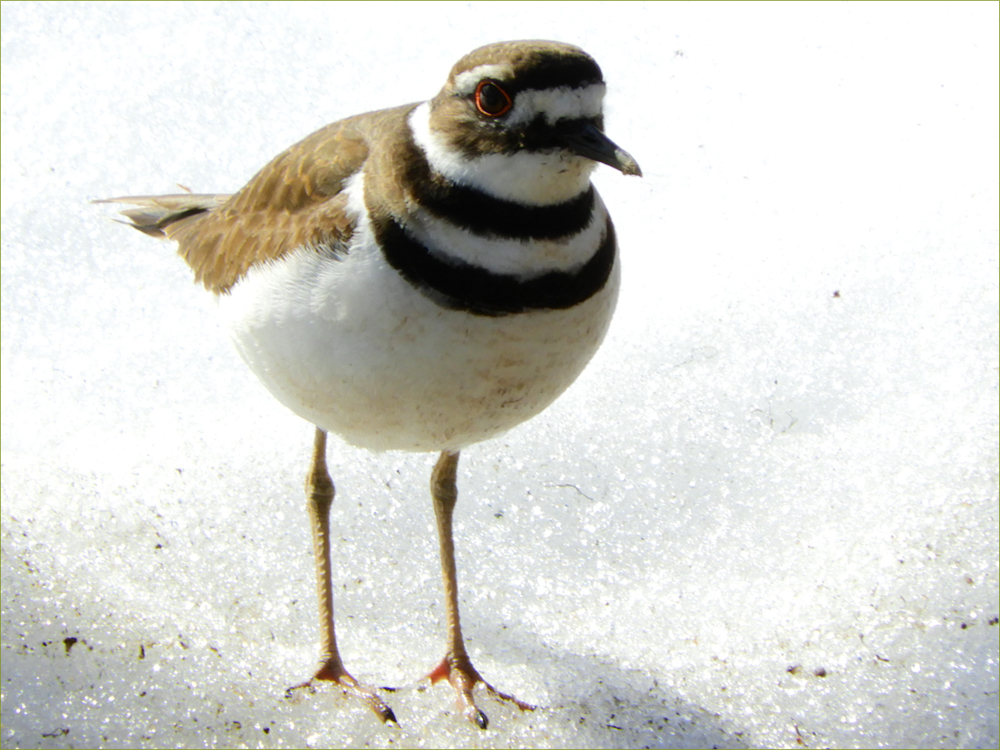 Killdeer