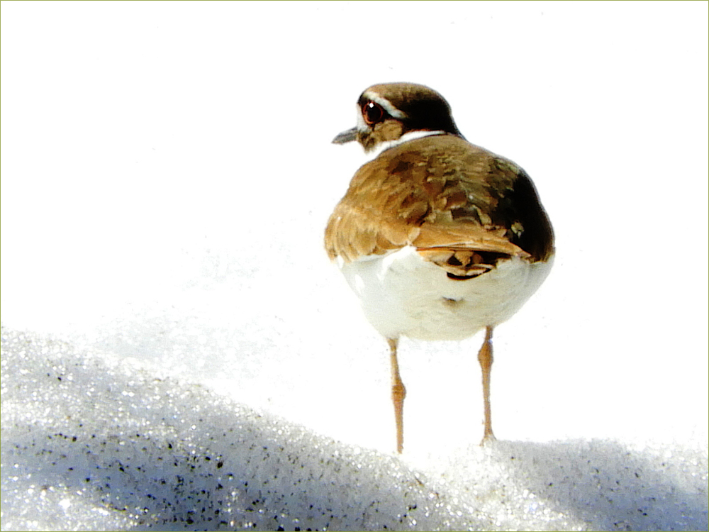 Killdeer
