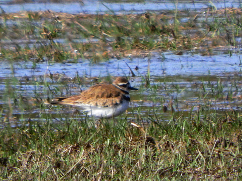 Killdeer