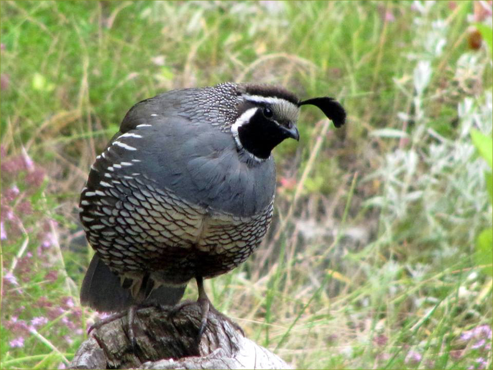 California Quail