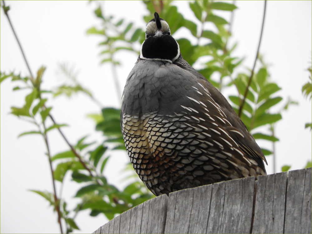 California Quail