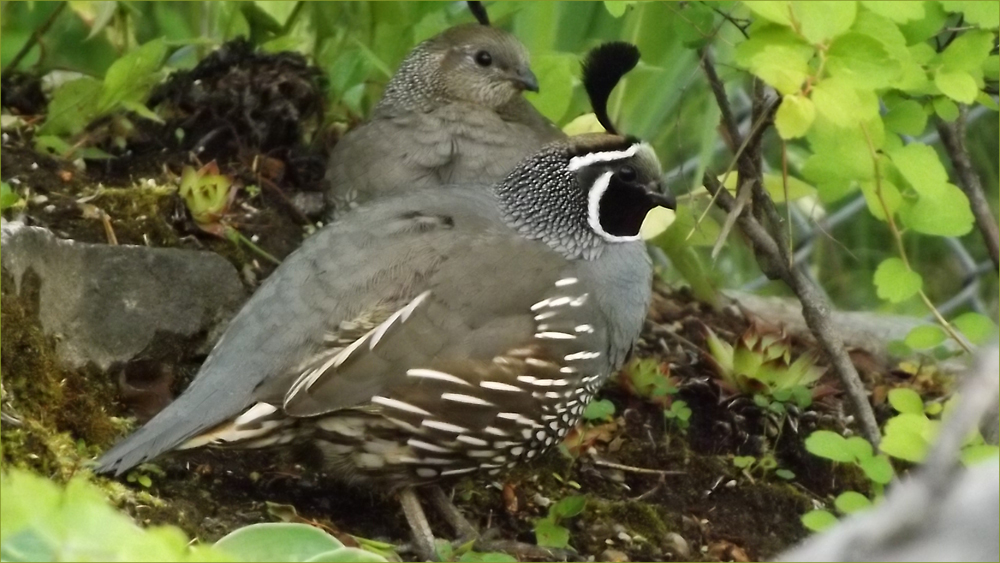 California Quail