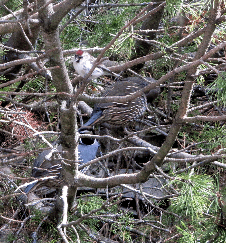 California Quail & Common Redpoll