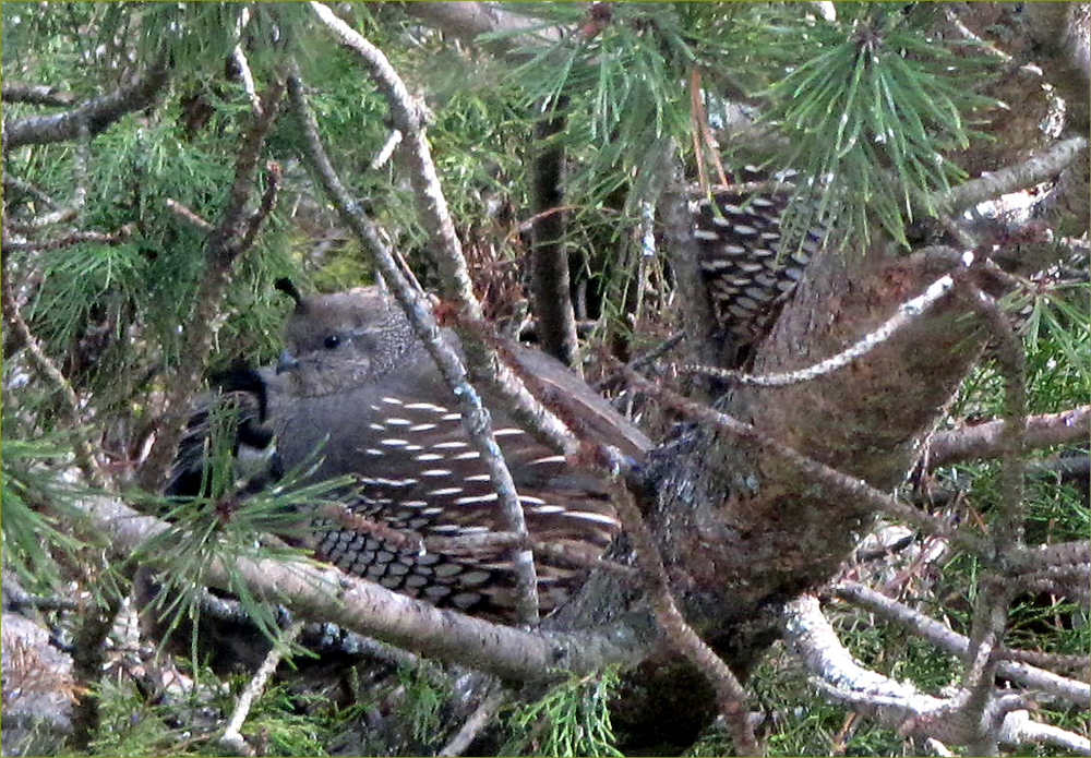 California Quail