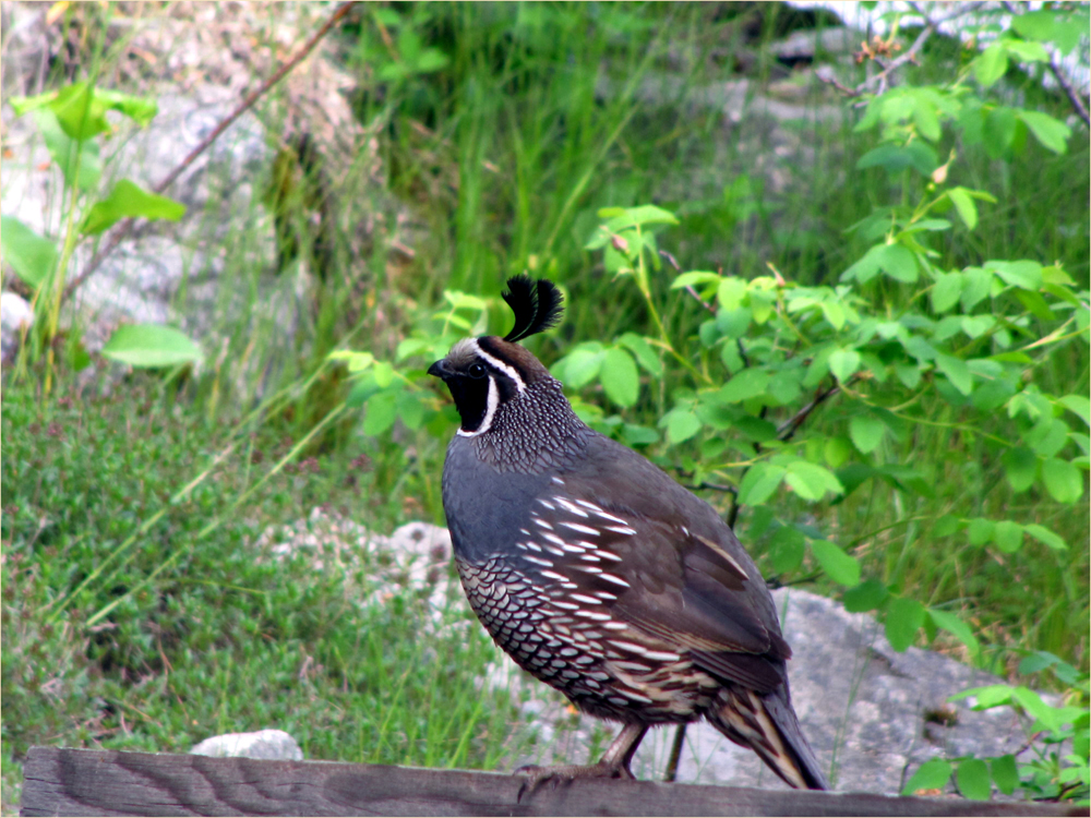 California Quail (double plume)
