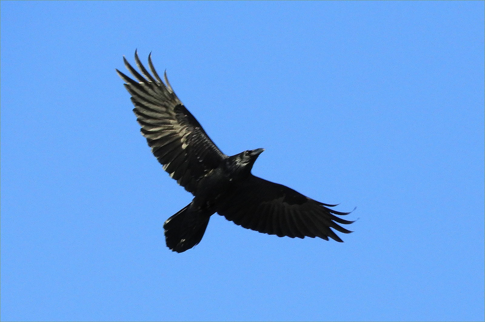 Common Raven
