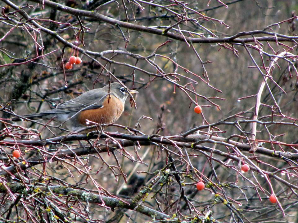 American Robin