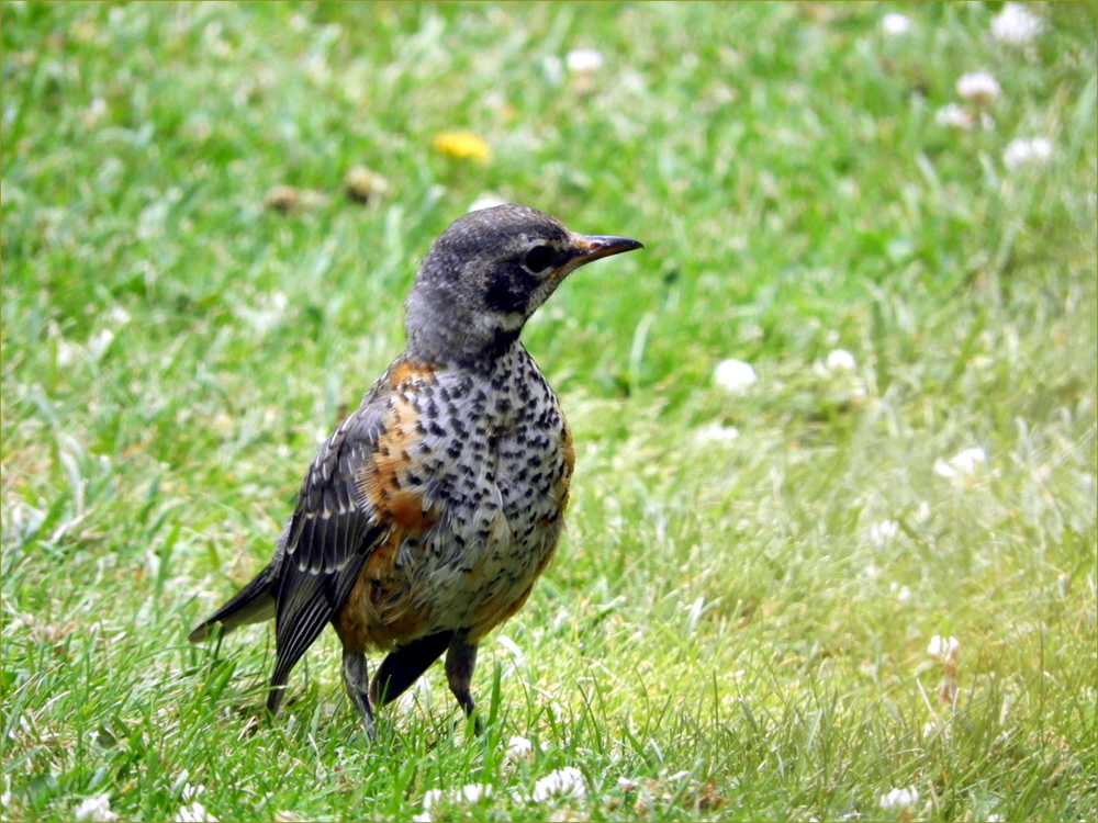 American Robin