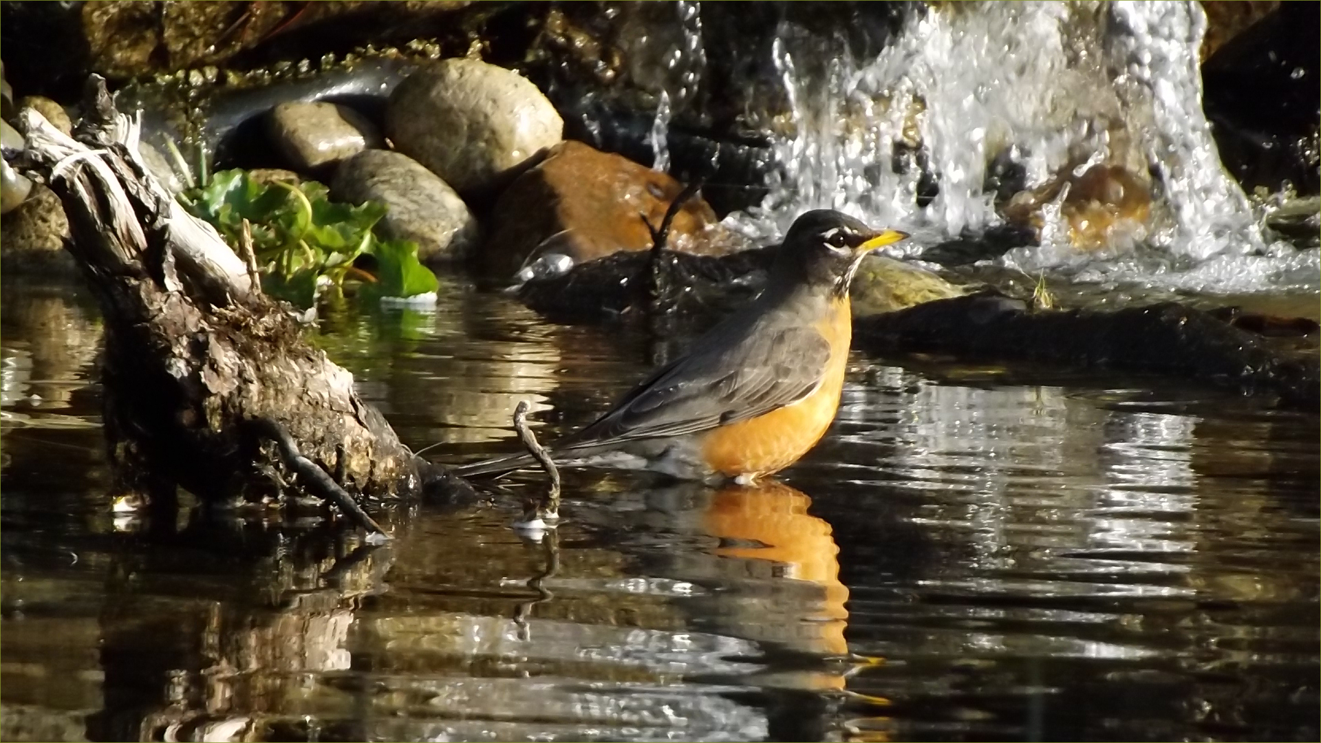 American Robin