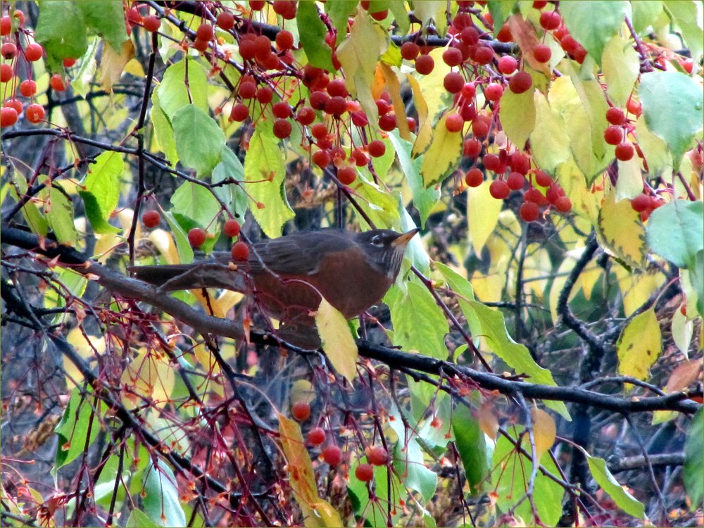 American Robin