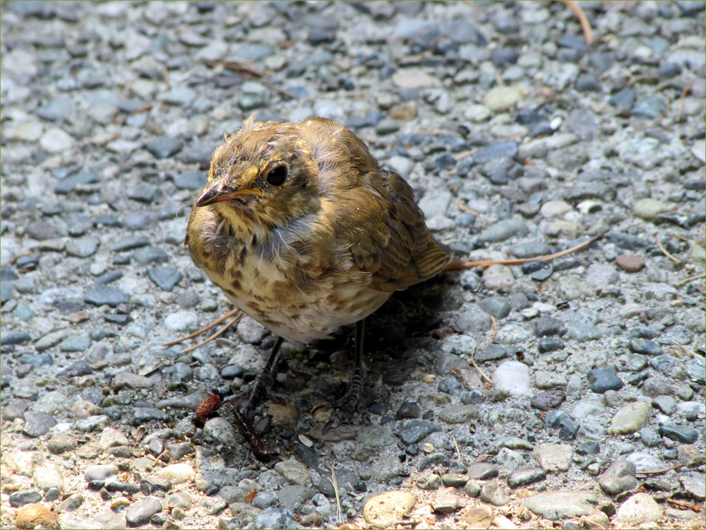 American Robin (fledgling)