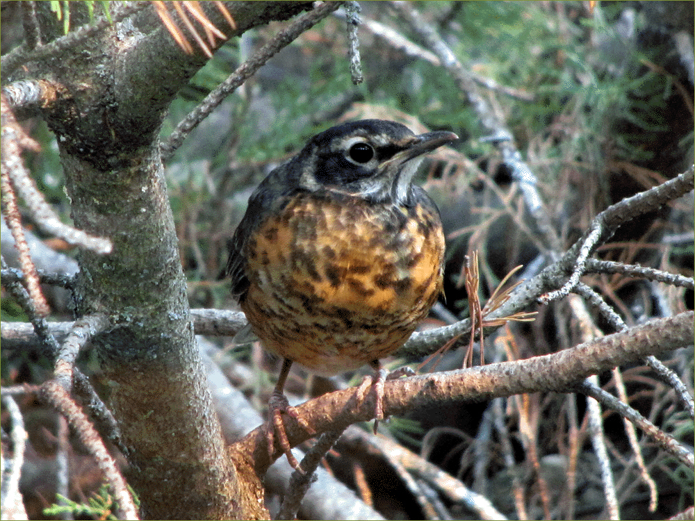 American Robin (immature)