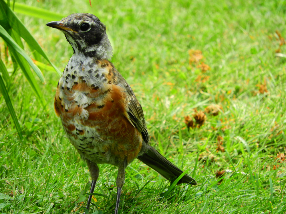 American Robin (immature)