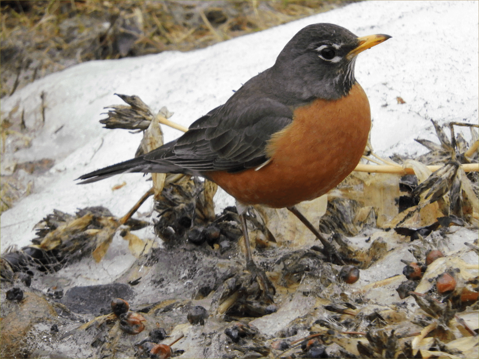 American Robin