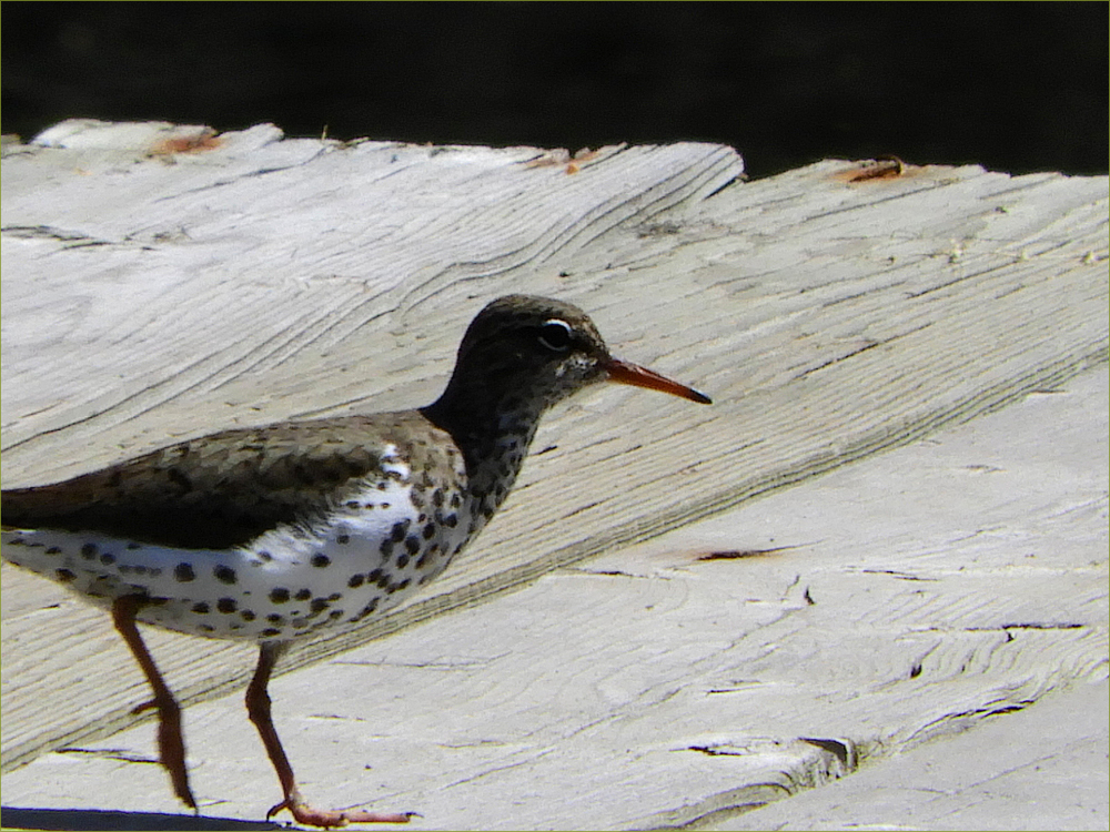 Spotted Sandpiper