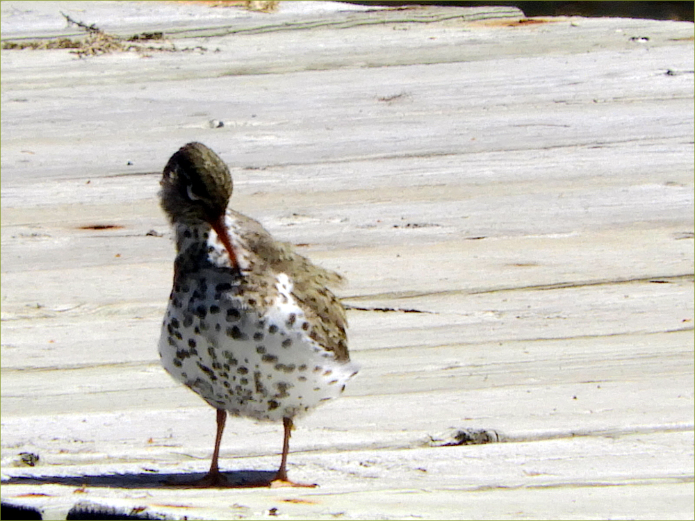Spotted Sandpiper