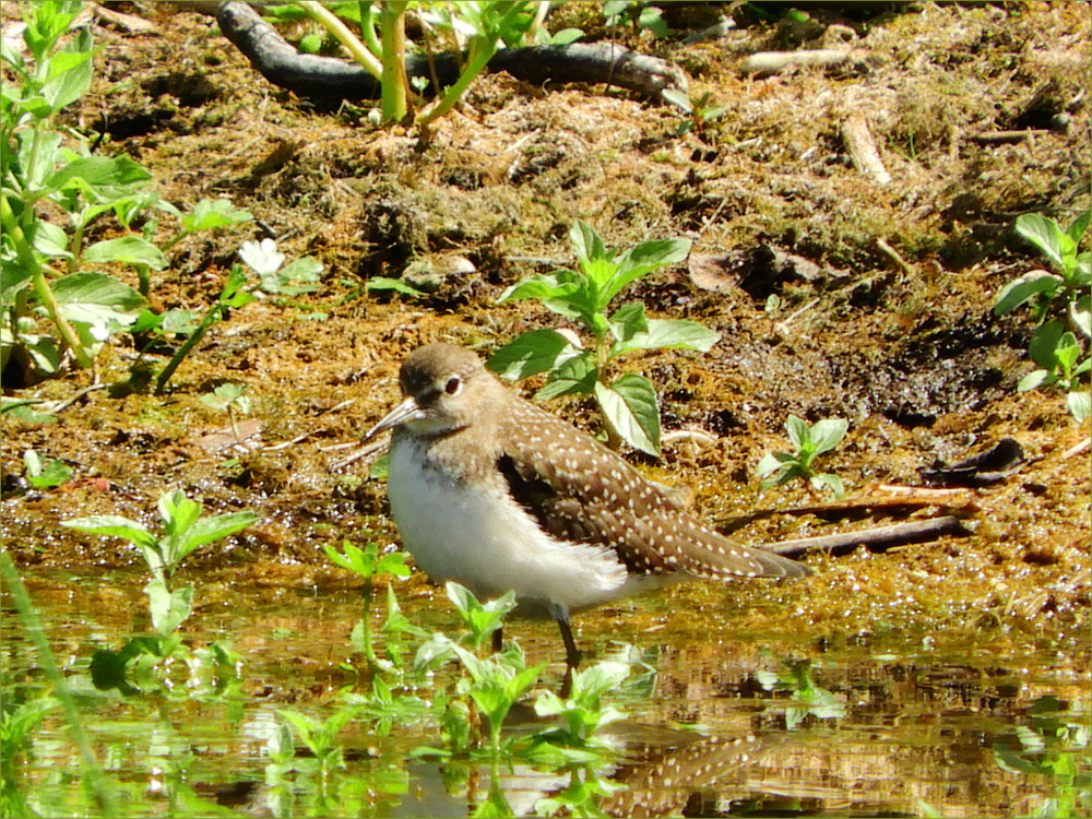 Solitary Sandpiper