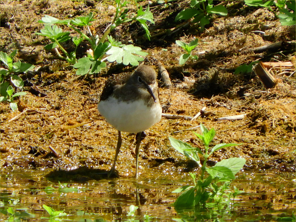 Solitary Sandpiper