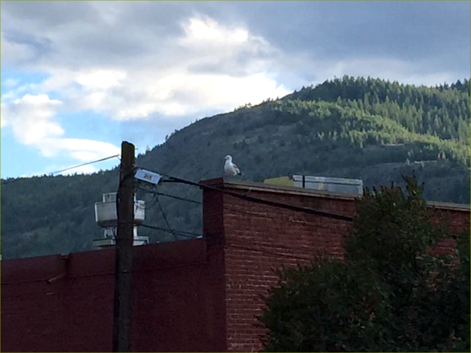 Seagull