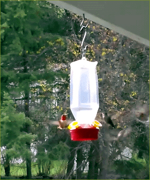 Hummingbirds