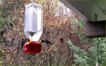 Hummingbirds