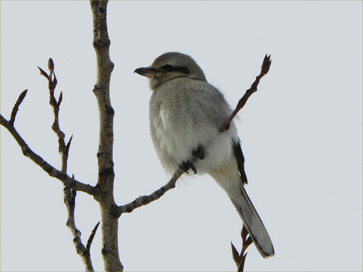Northern Shrike